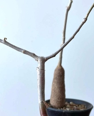 Moringa borziana 10 SEEDS - Moringa | Drumstick tree