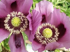 Hungarian Blue Breadseed Poppy seeds (150) - for flowers or edible seeds.