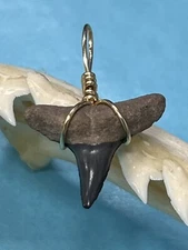 SHARK TOOTH PENDANT. 3/4 Inch Fossilized LEMON Shark Tooth From Bone Valley Fl 