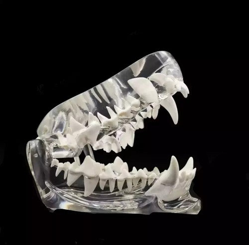 Dientes de perro PVC modelo diente transparente anatómico veterinario canino enseñanza - Imagen 3 de 9