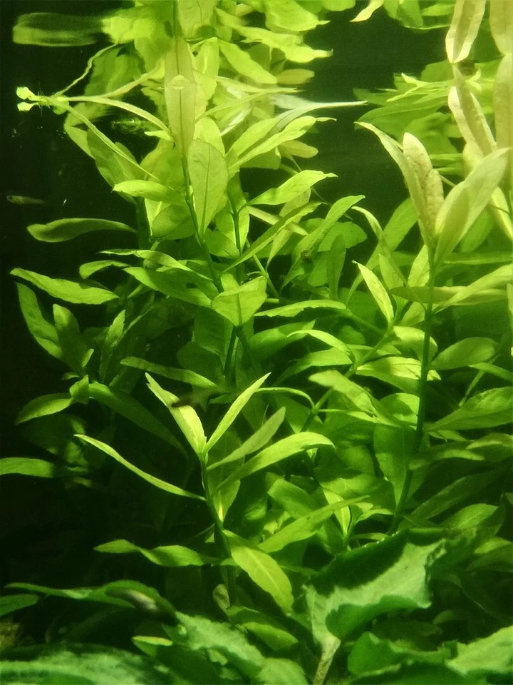 HYGROPHILA POLYSPERMA PLANTE AQUATIQUE - PLANTE AQUARIUM - Photo 1/1