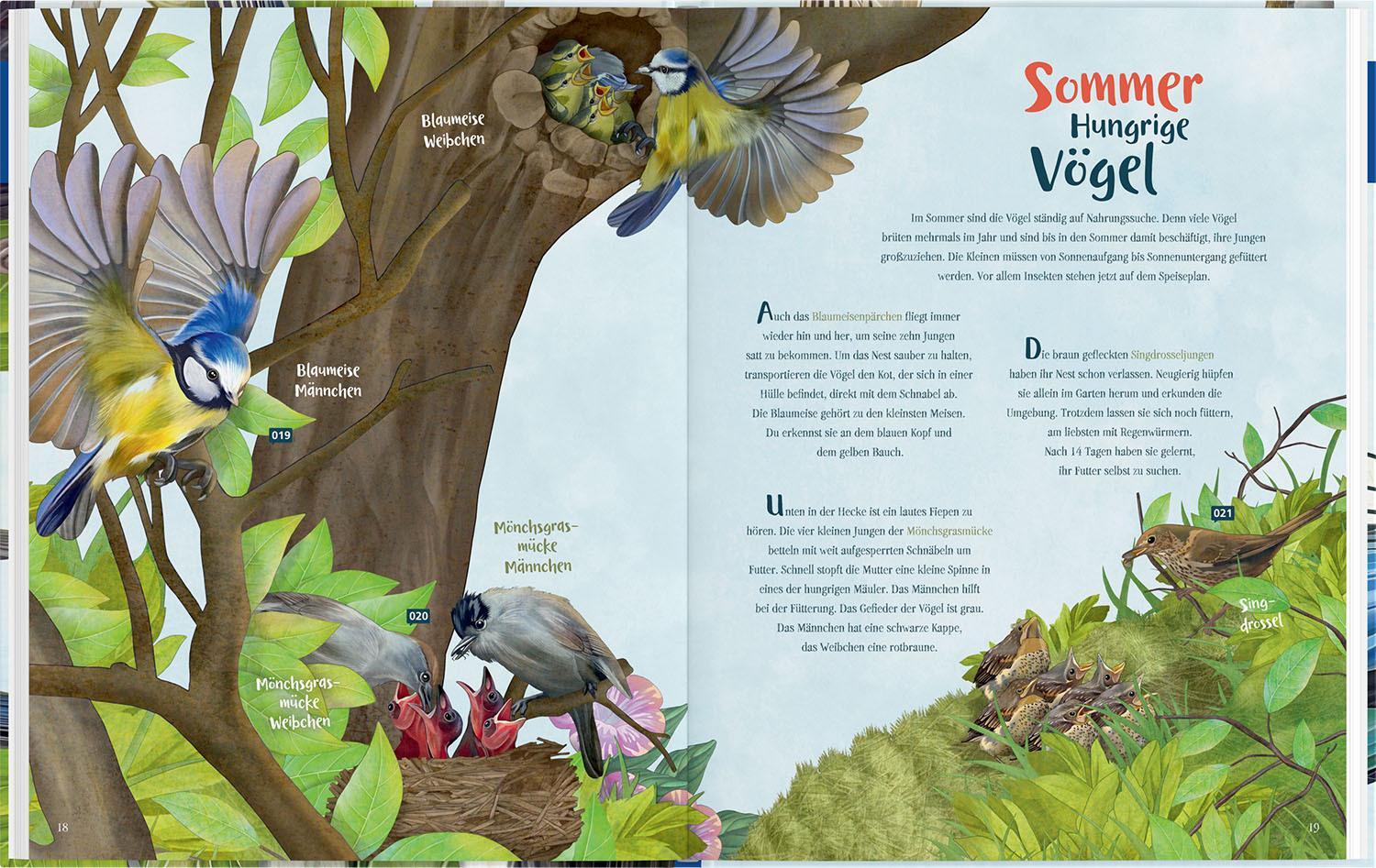 Thumbnail - Svenja Ernsten Mein Vogelbuch 9783440169650