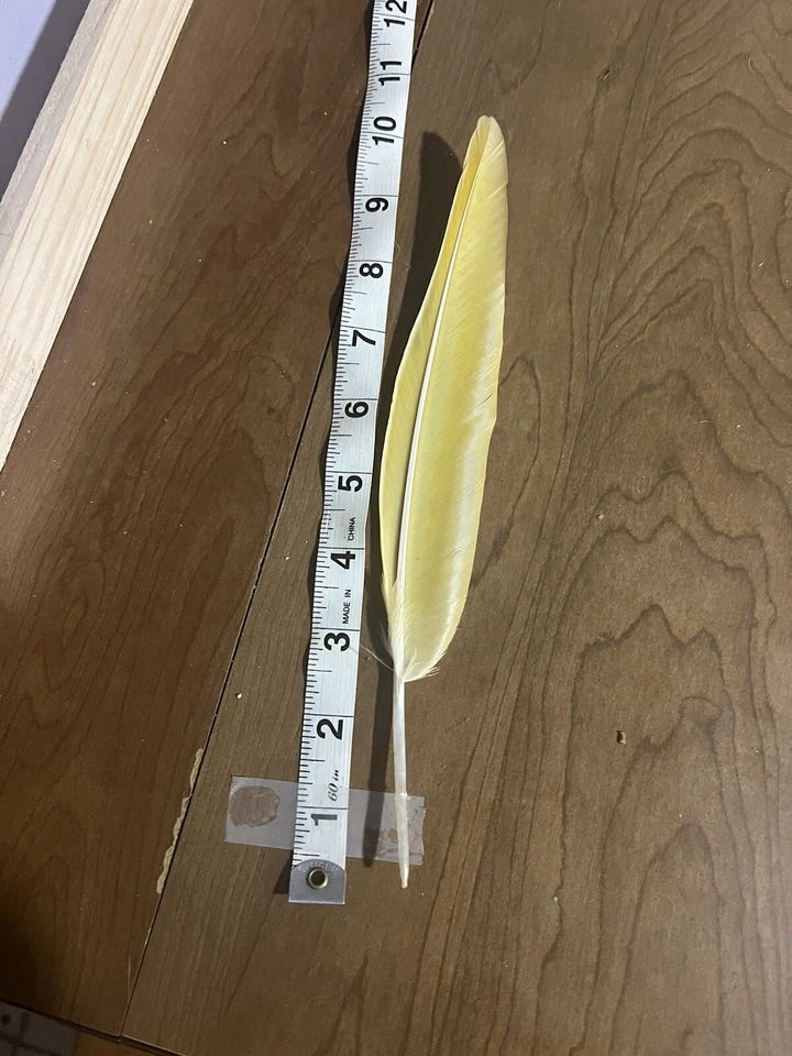 "Pluma de vuelo rara amarilla loro guacamayo frontal rojo 9-10"" anormalidad genética" Foto 2 de 4