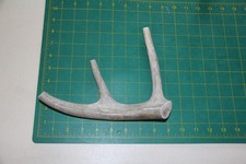 Medium Branched Deer Antler Dog Chew 16 / bone chews deer elk treats deer 1012
