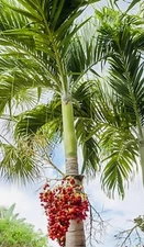 100 Seeds Christmas Manila Palm Tree Adonidia merrillii HAWAII GROWN Manoa Oahu 
