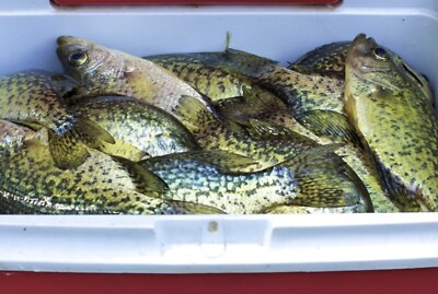 Pack De 45 Leurres Killer Shad 2.5 Pouces - Chartreuse Lime Poivre (réf. #108)