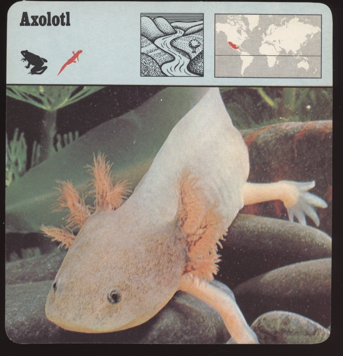 Axoloti Safari Cards Rencontre Amphibians
