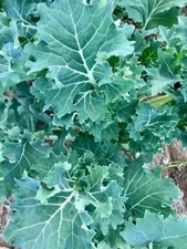 500 DWARF SIBERIAN KALE SEEDS ~ 2026 ~ heirloomseedguy ~ USA