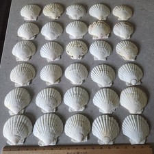 Lot of 30 Vintage Natural Scallop Shells 3-4 inches Baking, Crafts, Beach Decor