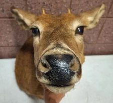 Vintage Whitetail Deer Shoulder Mount Young  Buck Head Den Bar Man Cave Decor. 