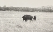 1950s Bison Buffalo Grazing in Field Country Mountains Animals Real Photo P14i10