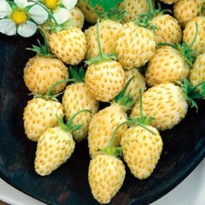 100 x  White Alpine Wild Strawberry ‘Pineapple’ Remontant Seeds.
