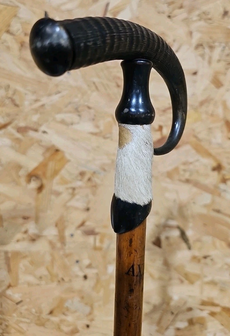Antique Swiss Alpine Hiking/Walking Stick Goat Horn & Hoof Handle — image 6