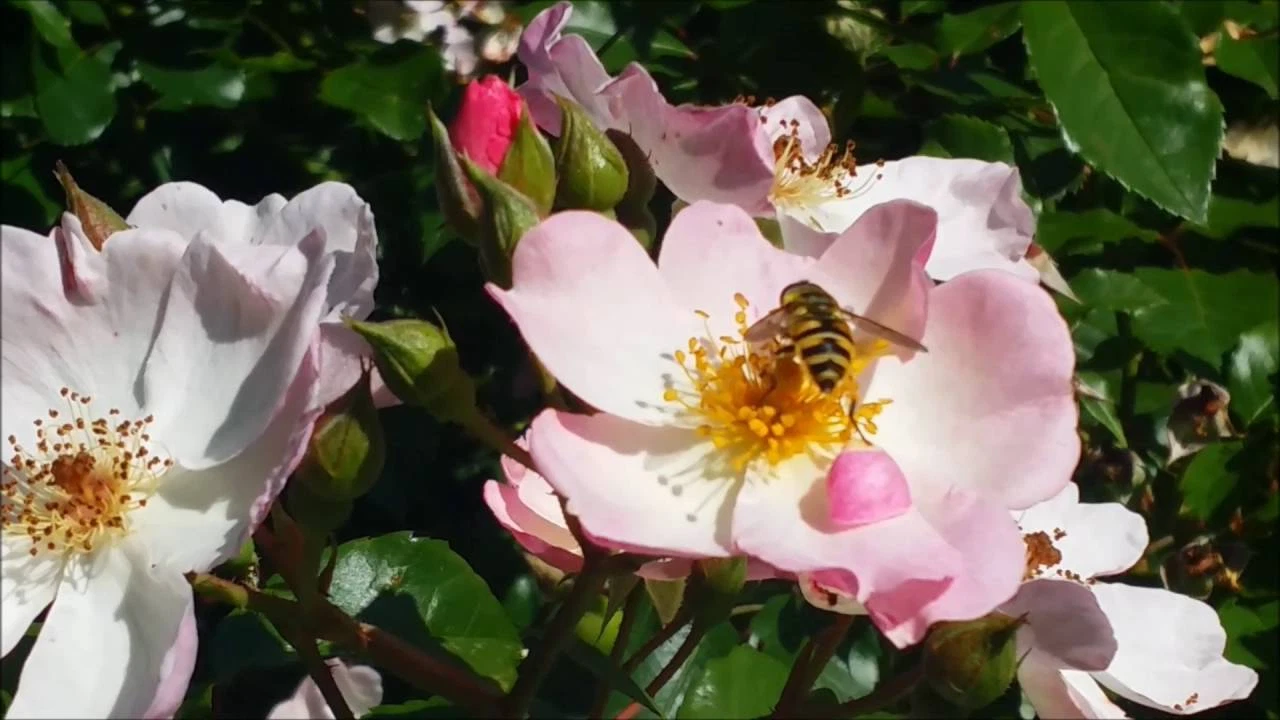 Rose Cuttings - Thumbnail 3