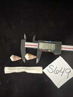 Conus Rattus Shells Lot If 2 Oahu Hawaii (S649)