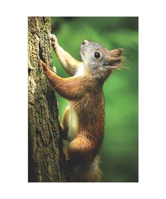 Eichhörnchen Notizbuch: blanko Malbuch / Tagebuch / Notizbuch ohne Linien mit E