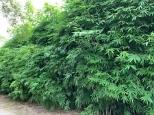 50 Dwarf Bamboo Seeds Privacy Plant Garden Clumping Shade Screen US SELLER