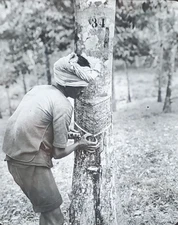 Tapping Rubber Trees, Ceylon (Now Sri Lanka) Magic Lantern Glass Slide