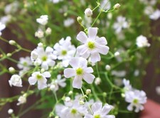 Gypsophila Covent Garden Flower Baby's Breath Seeds 2000ct