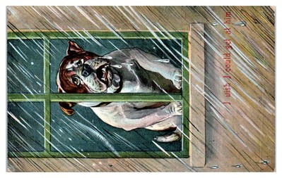 Postcard: Bulldog in window during rain, ''I wish I could get at him.''