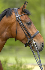 % Stübben Kandarenzaum 4000 CARLOW rundgenäht engl. o. schwed. -UVP €329,00 -NH