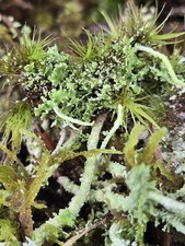 Live Lichen/Moss Assortment For Terrarium Fairy Garden Decor  Free Shipping  