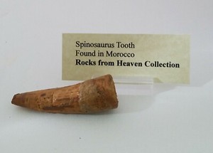 Spinosaurus tooth 57 mm.