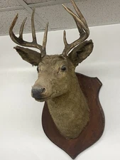 VINTAGE 8 POINT DEER TAXIDERMY WALL MOUNT