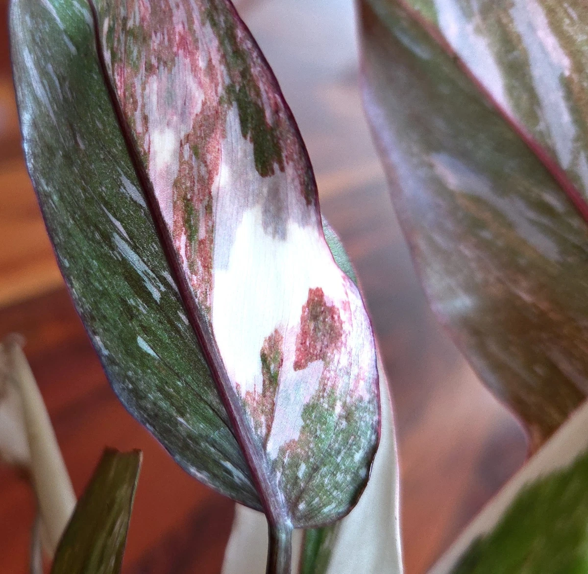 Philodendron Tropical Houseplants for sale | eBay