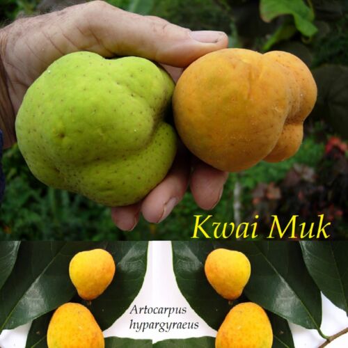 ~KWAI MUK~ Artocarpus hypargyraeus Rare Fruit Tree Live 30-40+inch Plant - Picture 4 of 10