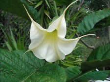 BRUGMANSIA ARBOREA white flowers Angel's Trumpet tree fragrant seed --10 seeds