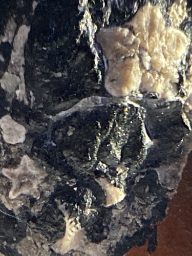 3 Sea Crinoids, aquatische Fossilien einschließlich echter burmitischer Myanmar Bernstein, 98MYO - Bild 7 von 11