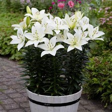 Pretty Imported Asiatic lily Lilium Flower Bulbs White Pack of 2 bulbs