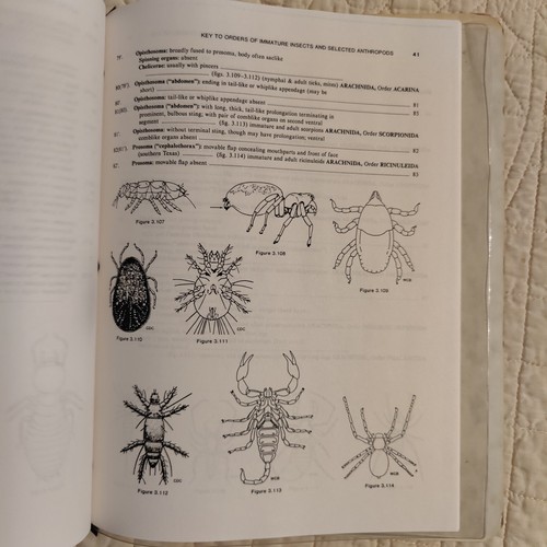Schlüssel zu Orden unreifer Insekten und ausgewählter Arthropoden Stuart B. Hill Ökologie - Bild 8 von 24