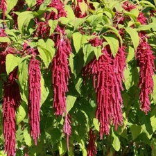 500+ Love Lies Bleeding Seeds | Amaranthus caudatus | Annual Bloom Red Flowering