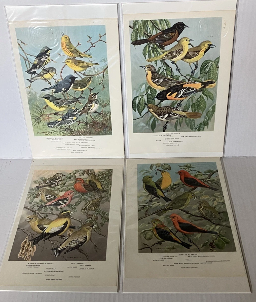 Licensed Reprint Birds Art Prints Paper for sale | eBay