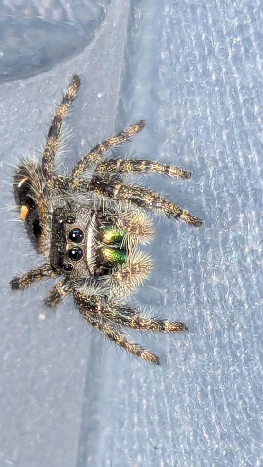 Jumping Spider - Image 4 of 4