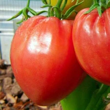 Pink Oxheart Tomato Seeds, Large Tomato, NON-GMO, Heirloom, FREE SHIPPING