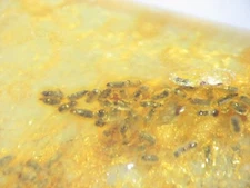Pliocene Amber from Africa, fossil insect inclusion - fecal pellets poop #211