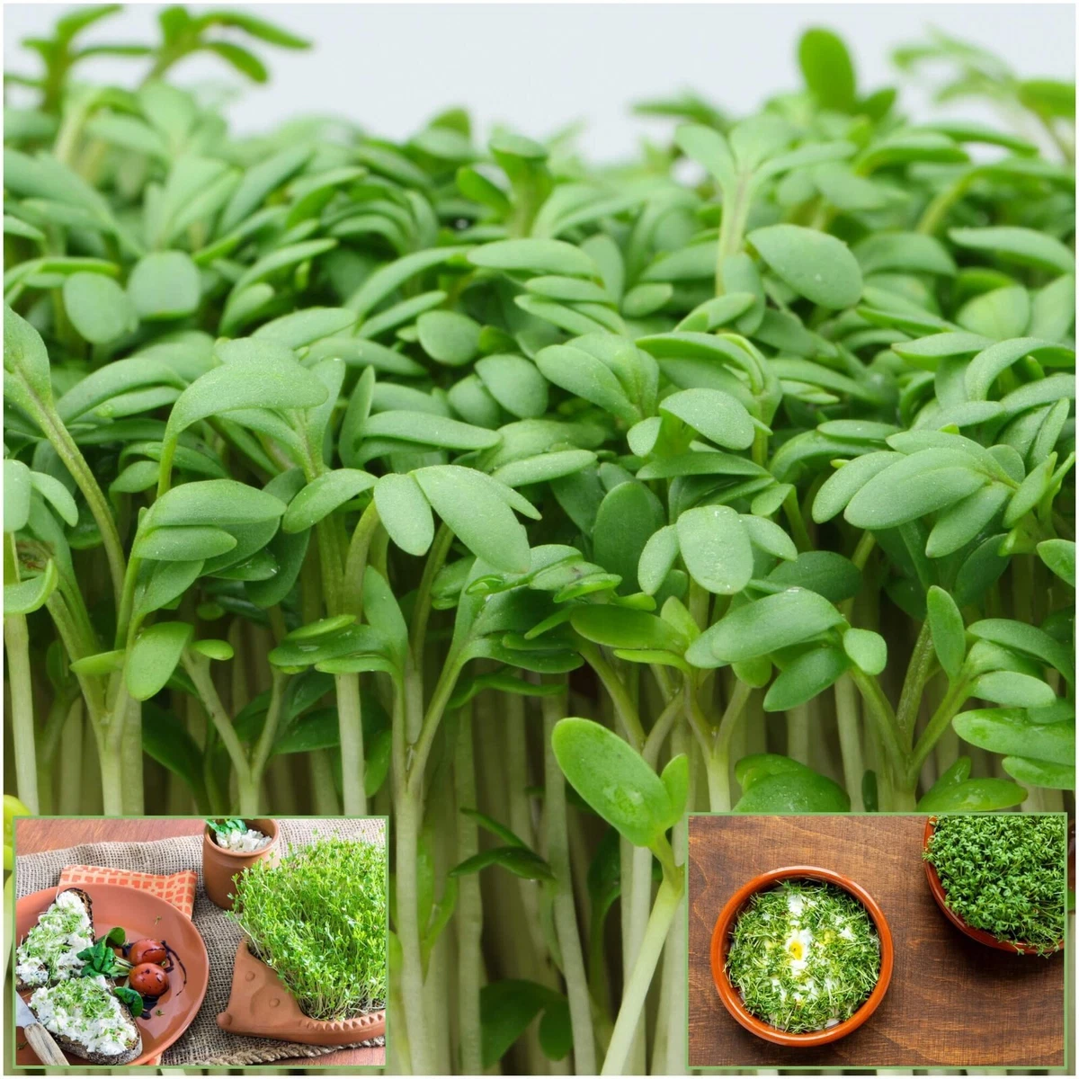 Curled Peppergrass garden cress