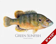 GREEN SUNFISH FISH PAINTING FRESHWATER FLY FISHING ART REAL CANVAS PRINT