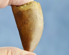 Large Carcharodontosaurus African T-rex Tooth 2.0