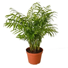 Parlor Palm Neanthe Bella 4" to 12" Tall – Pet Safe Low Light Houseplant