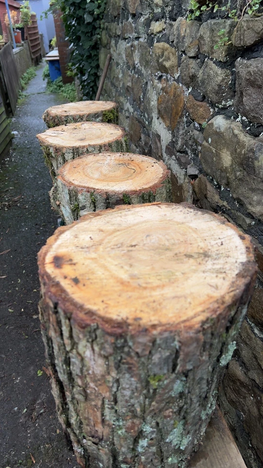 Tree Stumps 1ft/1ft Rustic Home/gardan Furniture.  ⭐️ BUY 4 GET 1 FREE⭐️￼ - Image 2 of 4