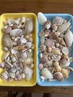 250+ Sanibel Island Seashells  20+ Diff Varieties — photo 1