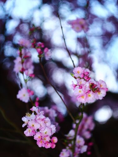 Sony E Fit Objektiv Helios 44-2 58mm F2 Vintage Legendary Swirly Bokeh Custom Finish - Bild 2 von 15