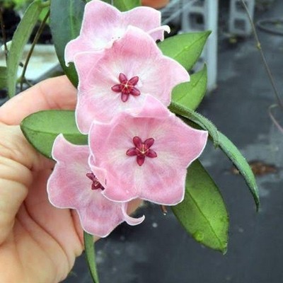 Hoya Patella   Soft Pink Star Bloom Rare Hoya Live Plant Grow in Pot