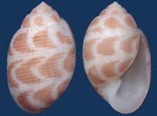 Shell Acteon cebuanus Seashell