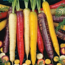 400 Rainbow Carrot Blend Mix Seeds  - NON GMO, HEIRLOOM - USA FREE SHIP