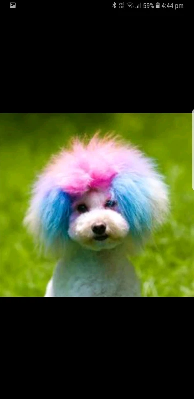 The Fur Salon Mobile Dog And Cat Grooming Grooming Gumtree Australia Liverpool Area West Hoxton 1158441886